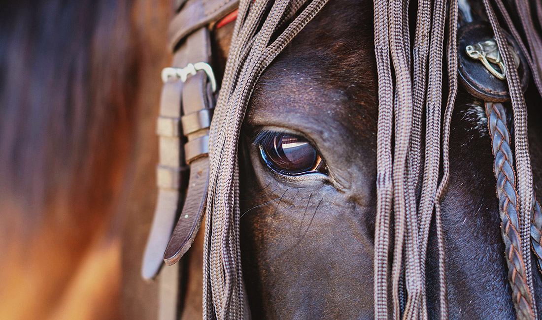 horse riding