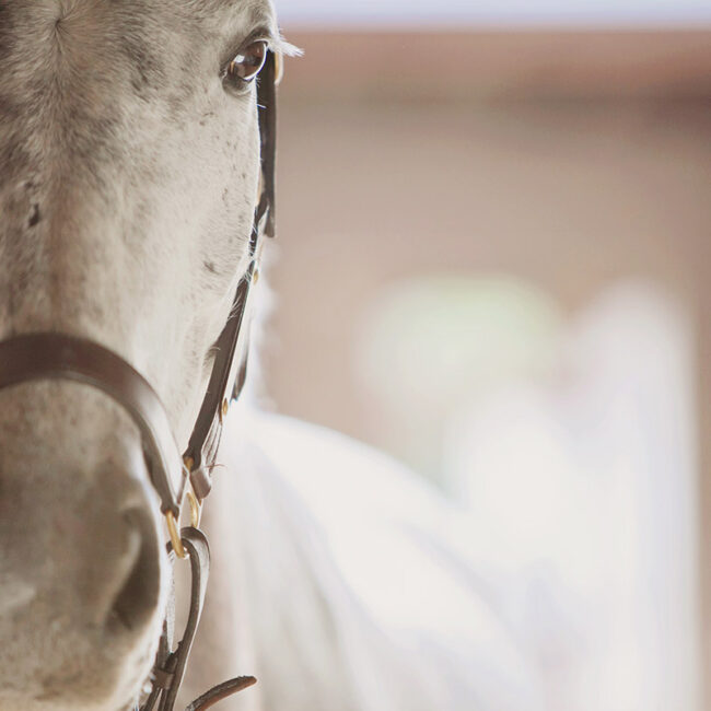 close up of a horse BQ4QAY2