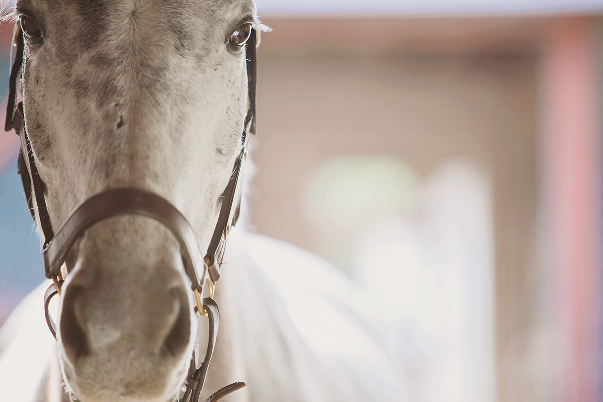 close up of a horse BQ4QAY2
